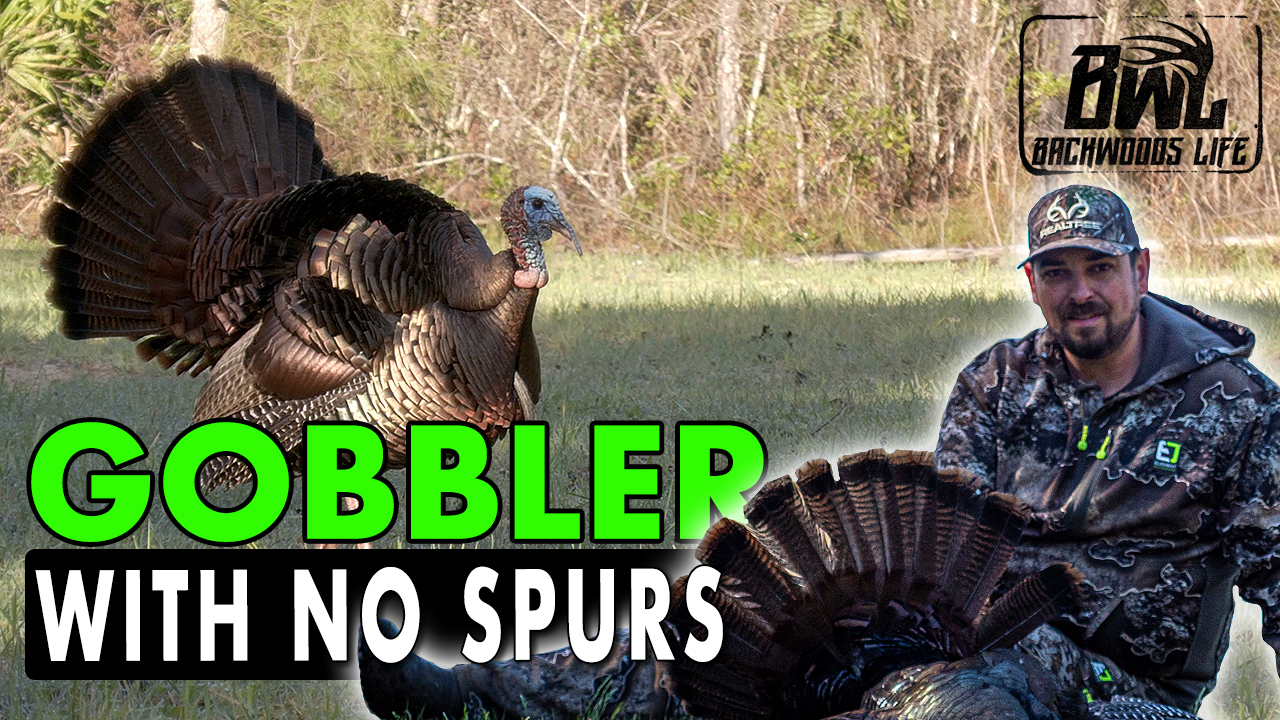 GOBBLER WITH NO SPURS! | BWB 21.5 - Backwoods Life